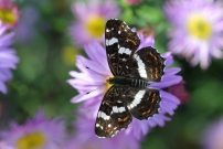 *(17800) La Carte gographique dans sa forme estivale (prorsa) (Lpidoptre - Nymphalidae - Araschnia levana)